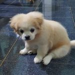 Xúng Xính Ngu Ngốc