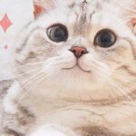 Xr:d:dafspkenh e:10,j:94976530838680612,t:23082614